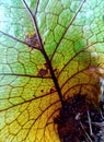 Leaf and line structure of oak-leaf fern