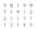 Leaf linear thin vector icons. Isolated outline of leaves figs, philodendron, beech, maple and other leaves on a white background Royalty Free Stock Photo