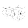 Leaf liner illustration on white. Border decoration