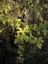 Leaf lit by the sun in the forest