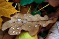 Leaf litter