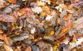 Leaf litter