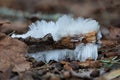 White filamentous Hair Ice growing on dead branch amidst dead leaves