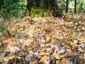 Leaf litter from fallen oak and birch leaves Royalty Free Stock Photo