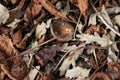 Leaf litter, with new growth showing through