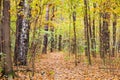 Leaf litter path in autumn forest Royalty Free Stock Photo