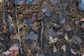 Leaf litter in pine forest floor. Royalty Free Stock Photo