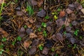 Leaf litter in pine forest floor.