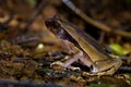 Leaf Litter Toad - Rhaebo haematiticus formerly Bufo haematiticus is toad in Bufonidae, found in eastern Honduras, Nicaragua, Royalty Free Stock Photo