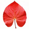 leaf lobe a segment or division of a leaf that is sepa Royalty Free Stock Photo