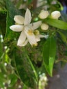 The loquat plant affected by a plant disease Royalty Free Stock Photo