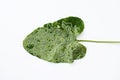 Leaf with a lot of mines, damage caused by larval stage of insects Royalty Free Stock Photo