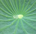 Leaf lotus covered by rain dropl. Royalty Free Stock Photo
