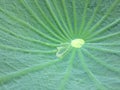 Leaf lotus covered by rain dropl. Royalty Free Stock Photo