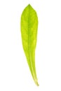 Leaf of Lychnis flos-cuculi isolated on white Royalty Free Stock Photo