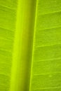 Leaf : macro Royalty Free Stock Photo