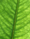 Leaf macro Royalty Free Stock Photo