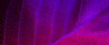 Leaf macro abstract background. Saturated pink and blue color Royalty Free Stock Photo
