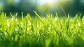 leaf macro bright grass botanical