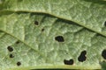 Leaf macro of the common figwort (Scrophularia nodosa)