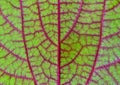 Leaf Macro