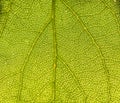 Leaf macro Royalty Free Stock Photo