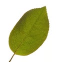 Leaf Macro Isolated