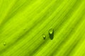 Leaf : macro schuin met druppels Royalty Free Stock Photo