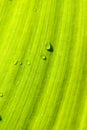Leaf : macro schuin met druppels portret Royalty Free Stock Photo