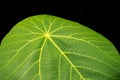 Leaf Macro Shot In black Background Royalty Free Stock Photo