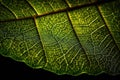 Leaf Macro Texture: Green leaf texture wallpaper- macro close up in detail most popular. Royalty Free Stock Photo