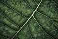 Leaf Macro Texture: Green leaf texture wallpaper- macro close up in detail most popular. Royalty Free Stock Photo