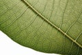 Leaf Macro Texture: Green leaf texture wallpaper- macro close up in detail most popular. Royalty Free Stock Photo