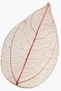 leaf macro on white Royalty Free Stock Photo