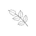 Leaf Mahonia aquifolium or Oregon grape black and white line drawing.