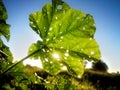 Leaf of malva neglecta with luminous holes Royalty Free Stock Photo