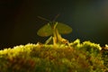 Leaf Mantid, Choeradodis rhombicollis, insect from Costa Rica. Beautiful evening backlight with wild animal.