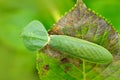 Leaf Mantid, Choeradodis rhombicollis, insect from Ecuador. Beautiful evening back light with wild animal. Widlife scene from natu Royalty Free Stock Photo