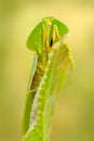 Leaf Mantid, Choeradodis rhombicollis, insect from Ecuador. Beautiful evening back light with wild animal. Widlife scene from natu Royalty Free Stock Photo