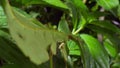 Leaf mantis the green Phylliidae sticking under a leaf