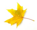 Leaf of a maple Royalty Free Stock Photo