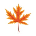 Leaf maple. Autumn leaves. Fall of orange leaf. Single red icon for september or october. Canadian tree. Yellow design decoration Royalty Free Stock Photo