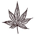 Leaf maple engraved in isolated white background. Vintage canadian botanical foliage in hand drawn style