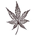 Leaf maple engraved in isolated white background. Vintage canadian botanical foliage in hand drawn style