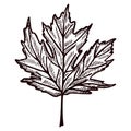 Leaf maple engraved in isolated white background. Vintage canadian botanical foliage in hand drawn style