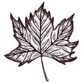 Leaf maple engraved in isolated white background. Vintage canadian botanical foliage in hand drawn style