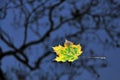 Leaf maple floating Royalty Free Stock Photo