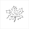 Leaf maple tree vector art illustration icon Royalty Free Stock Photo