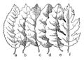 Leaf Margins vintage illustration