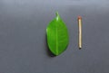 Leaf and match stick. Concept of creation and destruction